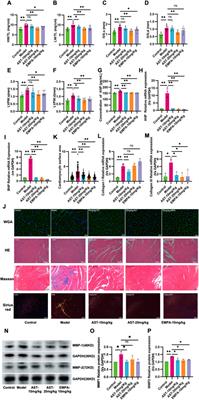 Astragaloside IV alleviates inflammation and improves myocardial metabolism in heart failure mice with preserved ejection fraction